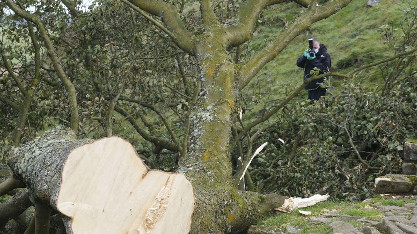 16-year-old male arrested on suspicion of felling a landmark tree in England released on bail | AP News