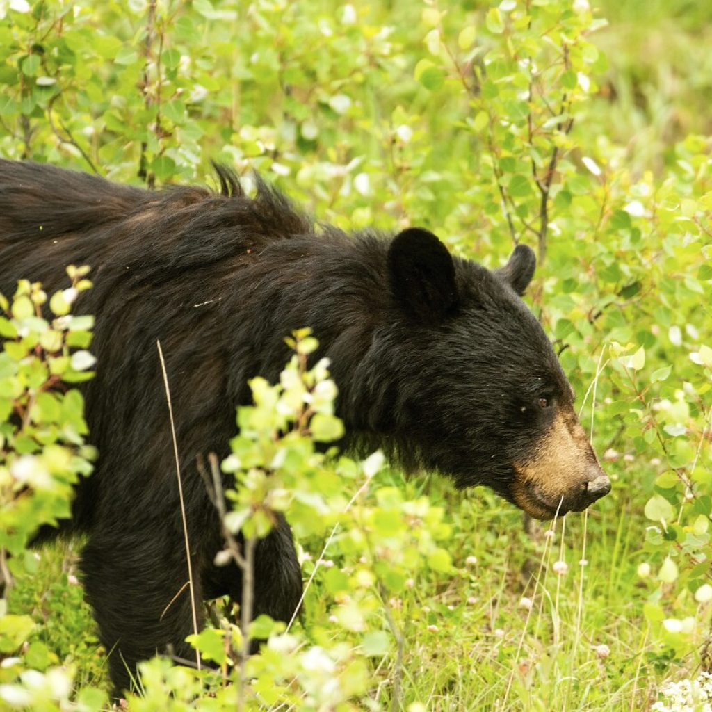 North Macedonia national park’s rising bear population poses a threat to residents | AP News