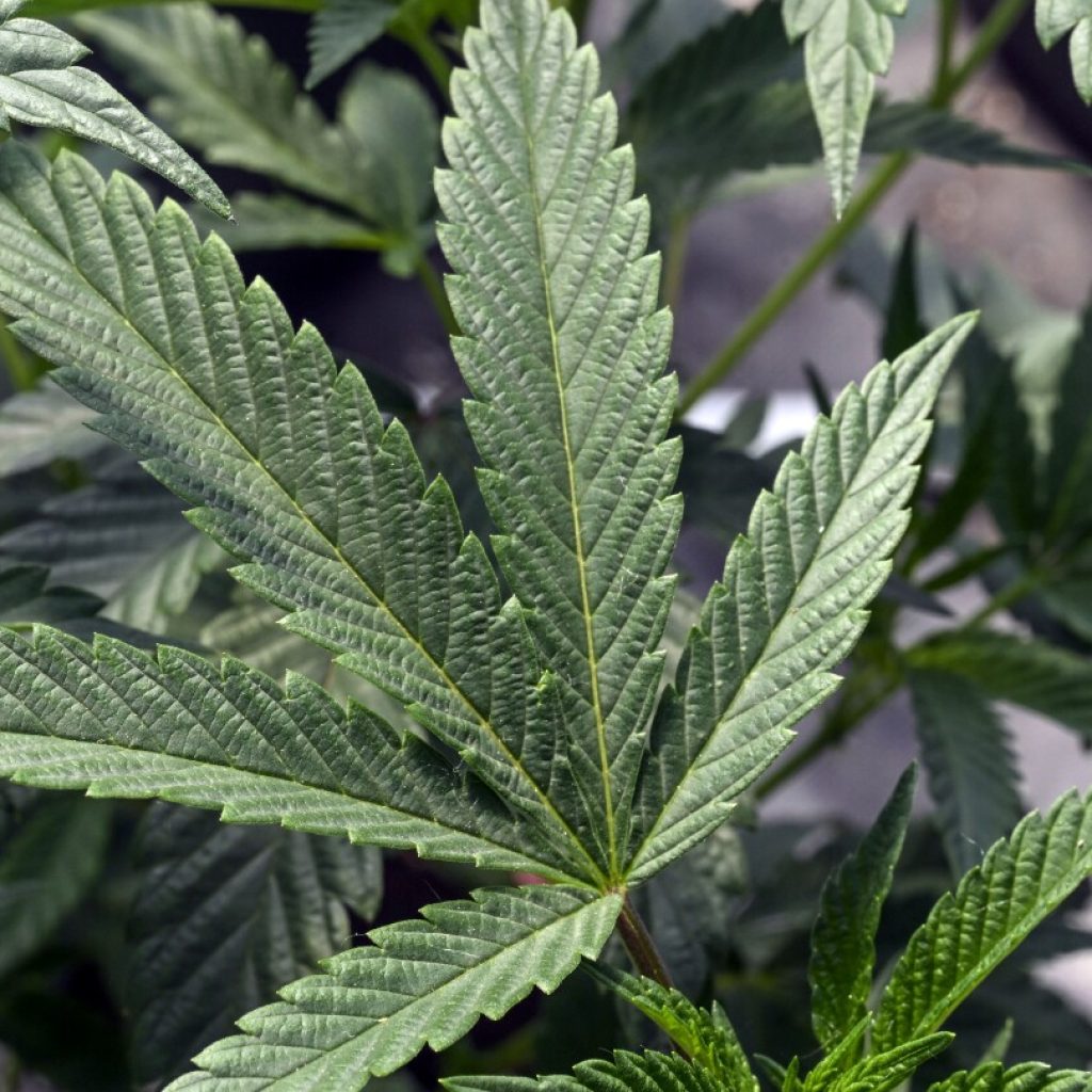 US regulators might change how they classify marijuana. Here’s what that would mean | AP News