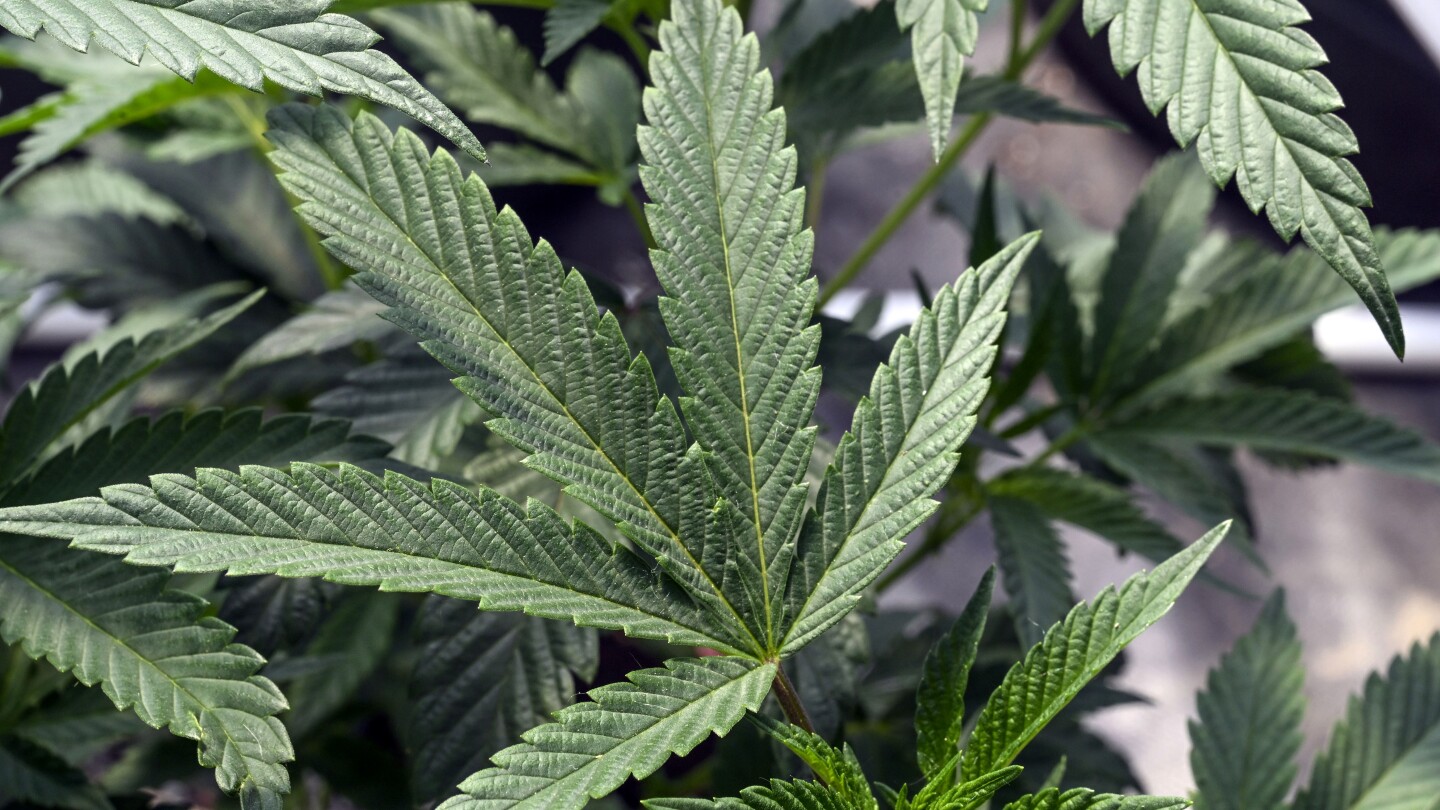 US regulators might change how they classify marijuana. Here’s what that would mean | AP News