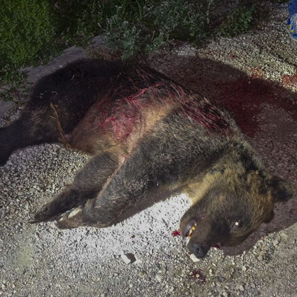 Rifle slaying of a brown bear in Italy leaves 2 cubs motherless and is decried by locals, minister | AP News