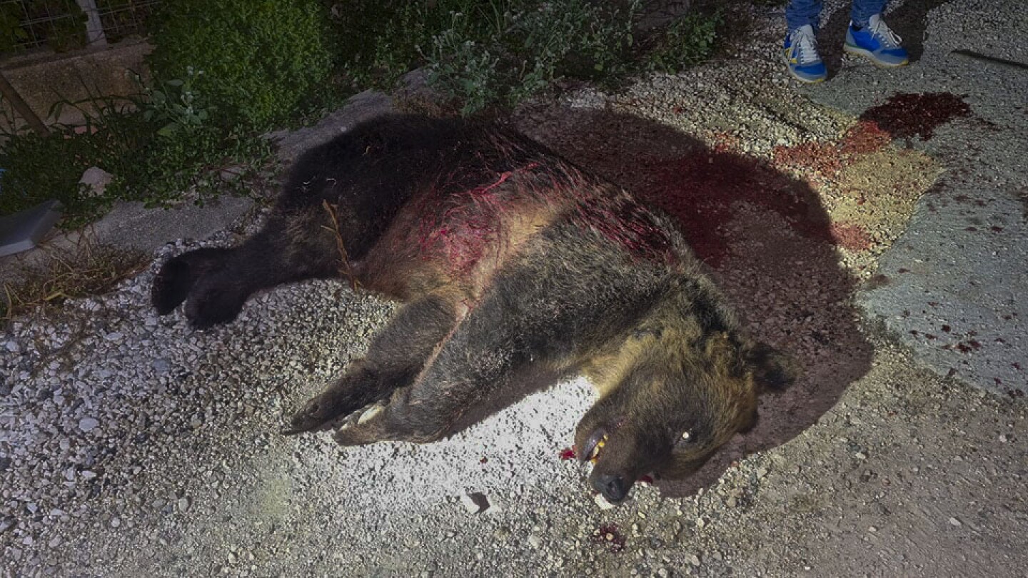 Rifle slaying of a brown bear in Italy leaves 2 cubs motherless and is decried by locals, minister | AP News
