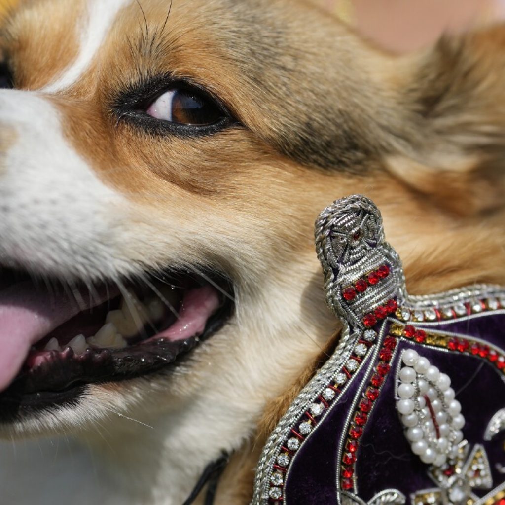 Corgis parade outside Buckingham Palace to remember Queen Elizabeth II a year since her death | AP News