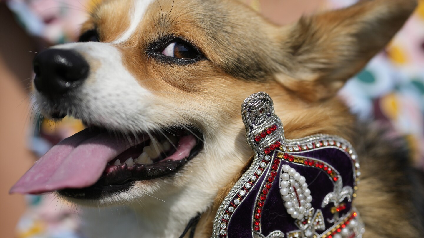 Corgis parade outside Buckingham Palace to remember Queen Elizabeth II a year since her death | AP News