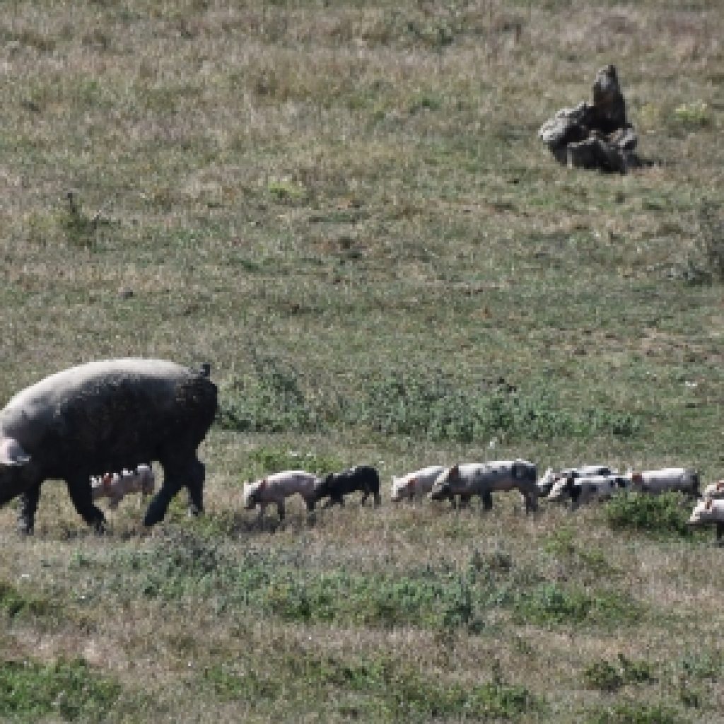 Ministarka Tanasković: Širenje afričke kuge svinja je zaustavljeno