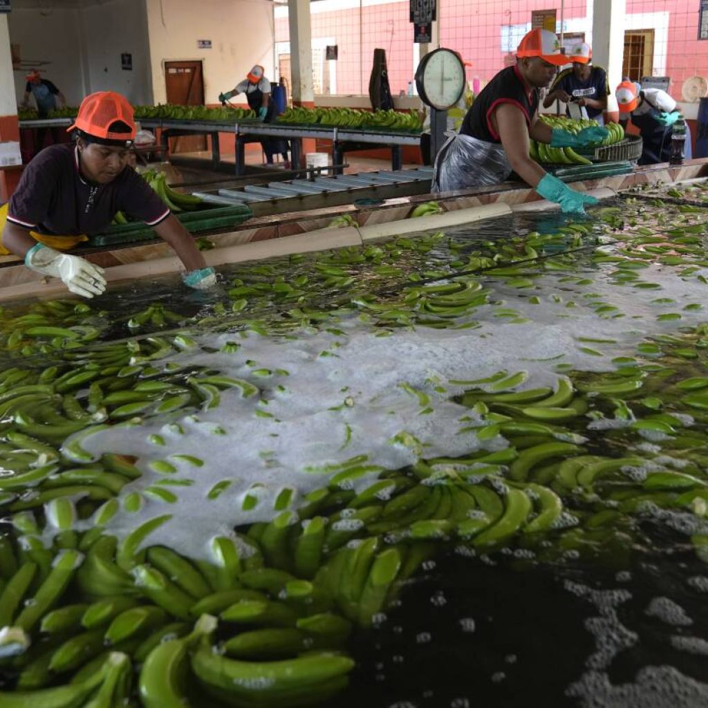 Security in Ecuador has come undone as drug cartels exploit the banana industry to ship cocaine | AP News