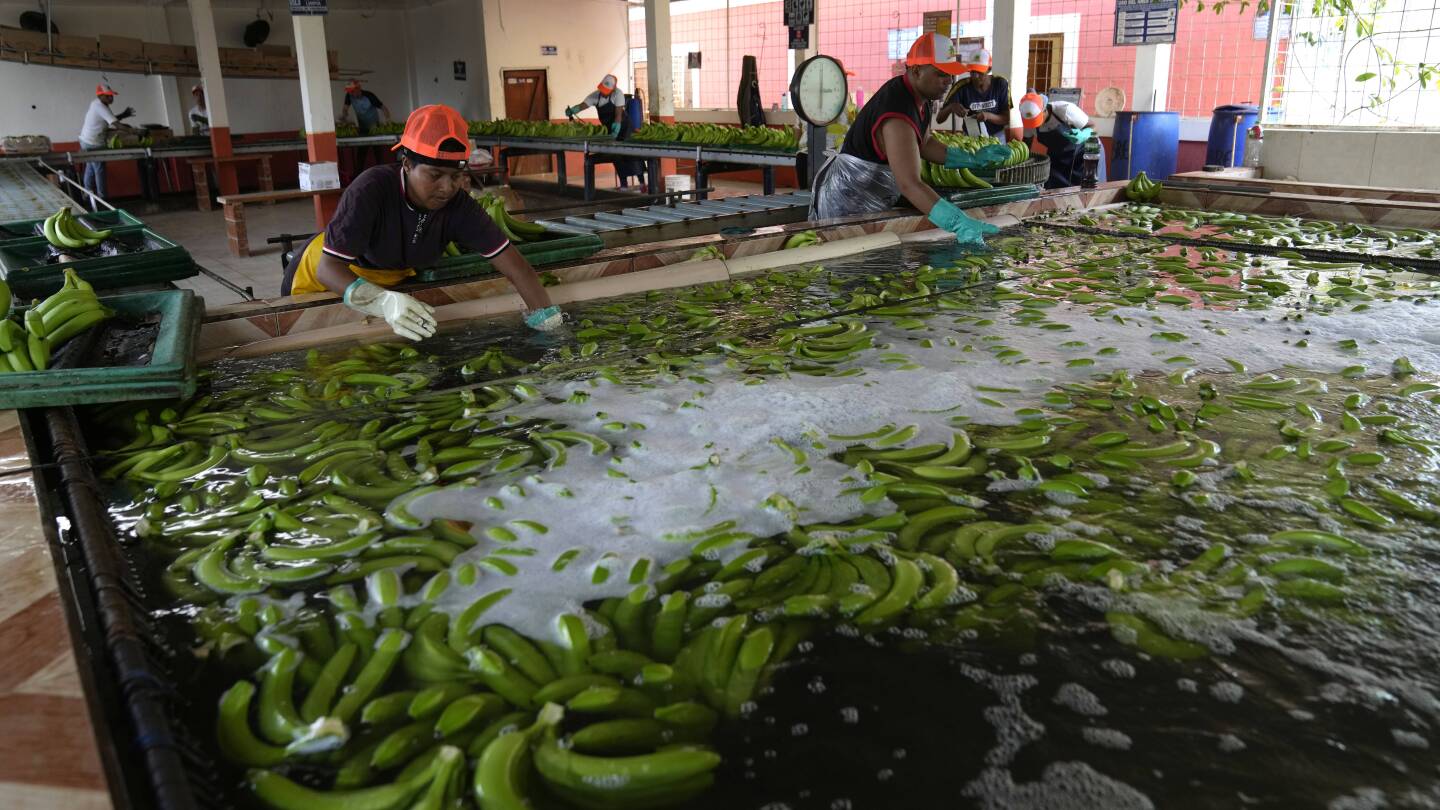 Security in Ecuador has come undone as drug cartels exploit the banana industry to ship cocaine | AP News