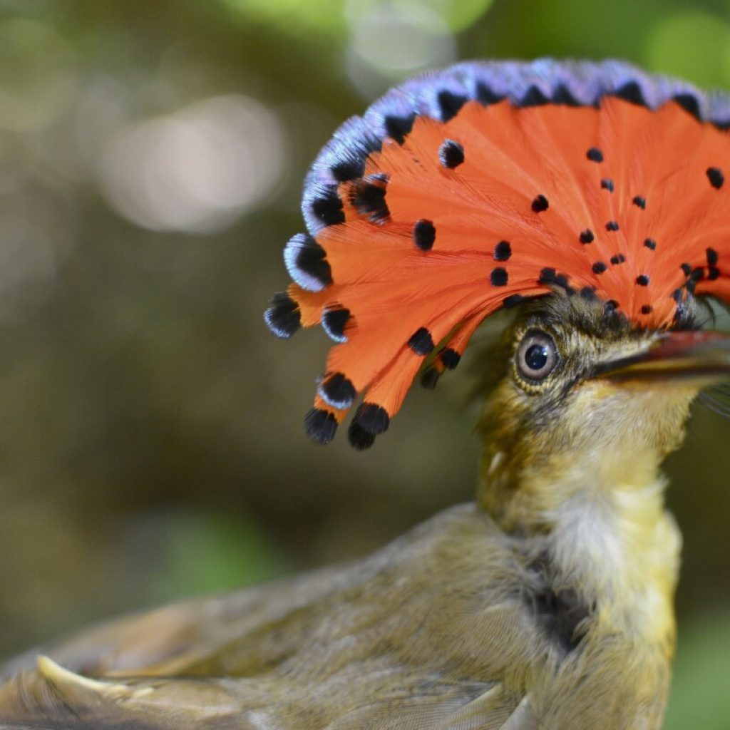 Farms with natural landscape features provide sanctuary for some Costa Rica rainforest birds | AP News