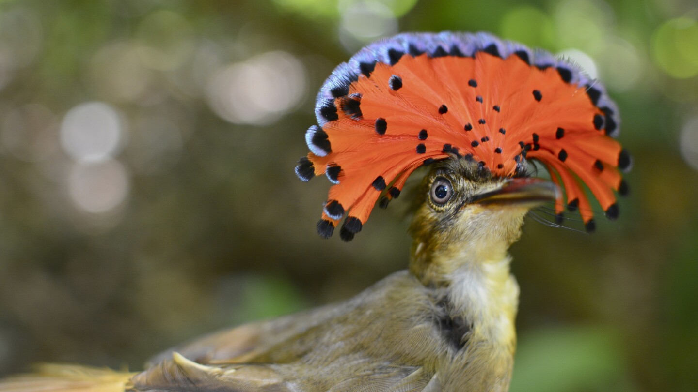 Farms with natural landscape features provide sanctuary for some Costa Rica rainforest birds | AP News