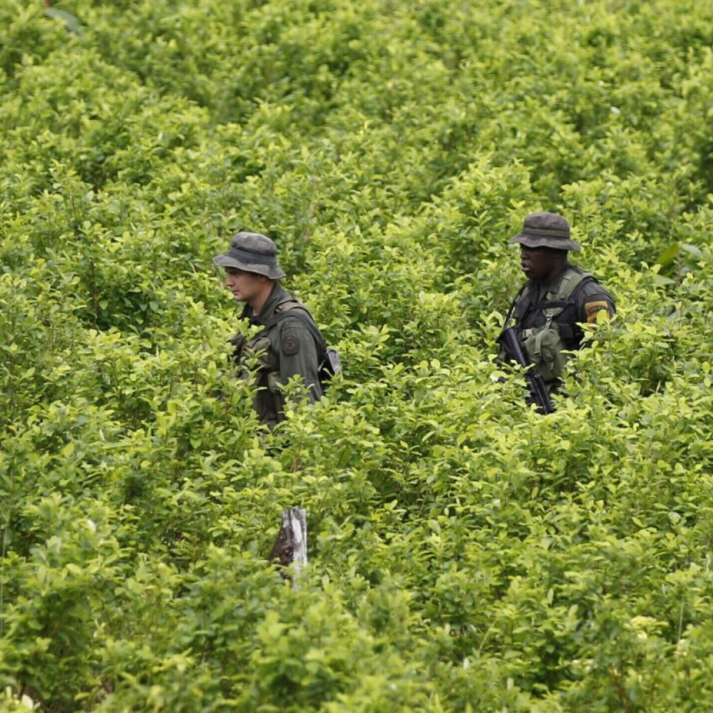 UN says Colombia’s coca crop at all-time high as officials promote new drug policies | AP News