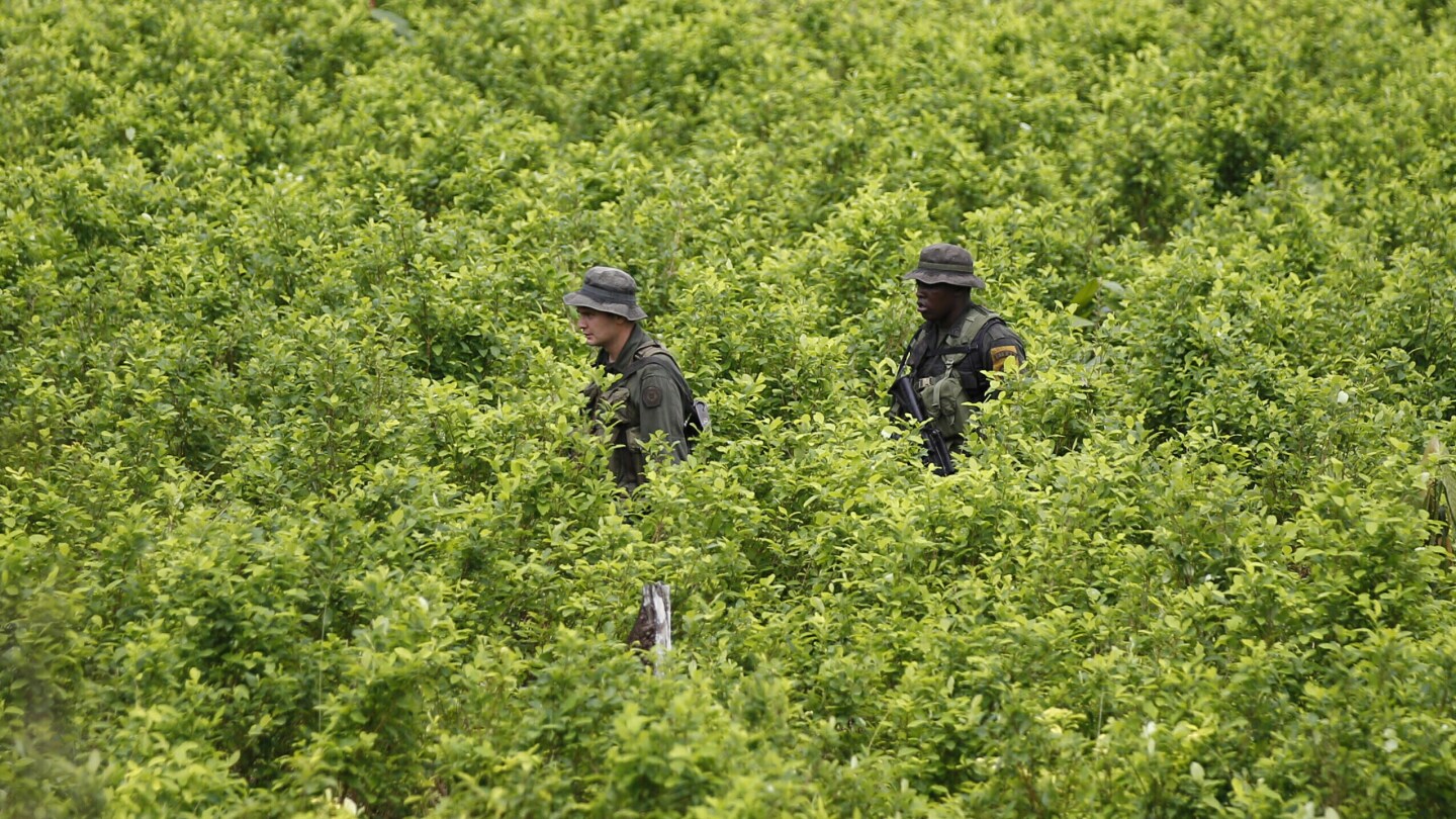 UN says Colombia’s coca crop at all-time high as officials promote new drug policies | AP News