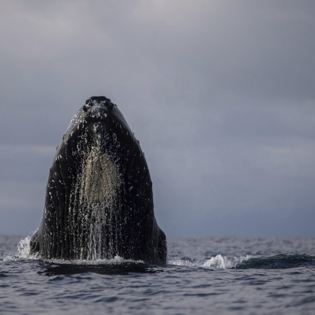 AP PHOTOS: Humpback whales draw thousands of visitors to a small port on Colombia’s Pacific coast | AP News