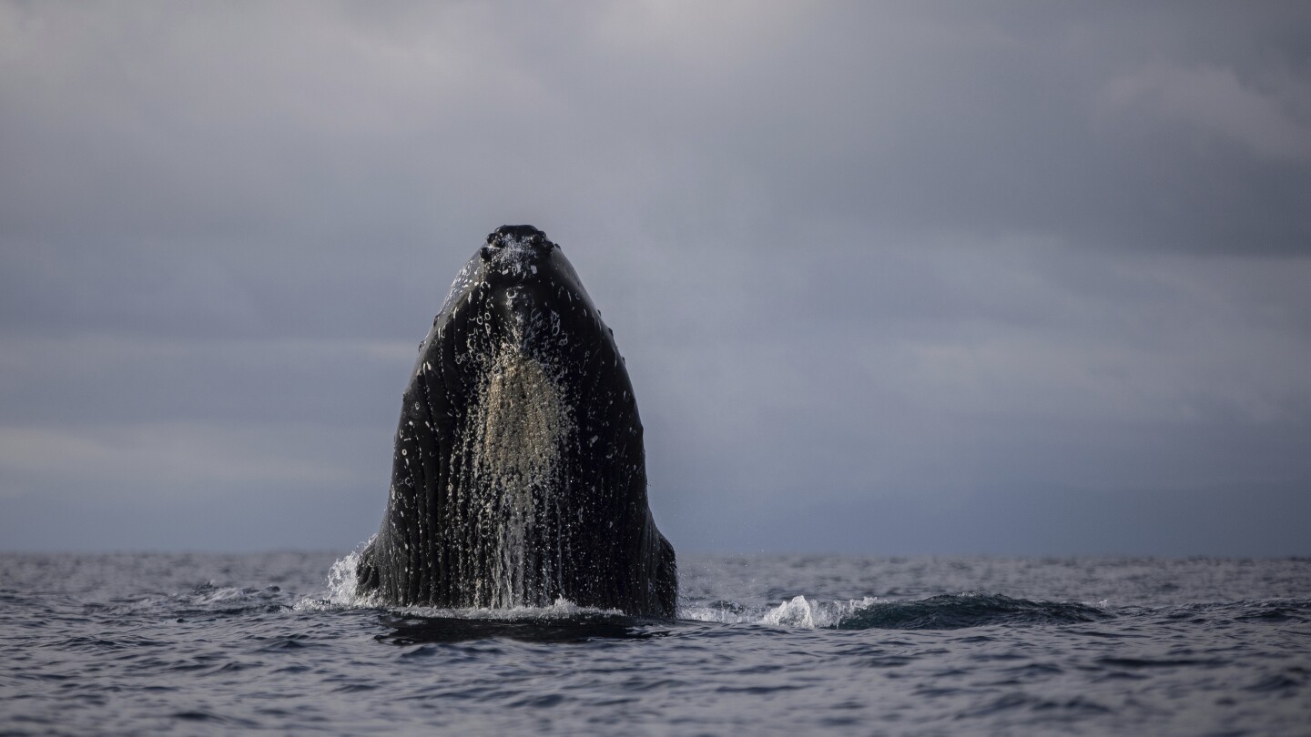 AP PHOTOS: Humpback whales draw thousands of visitors to a small port on Colombia’s Pacific coast | AP News