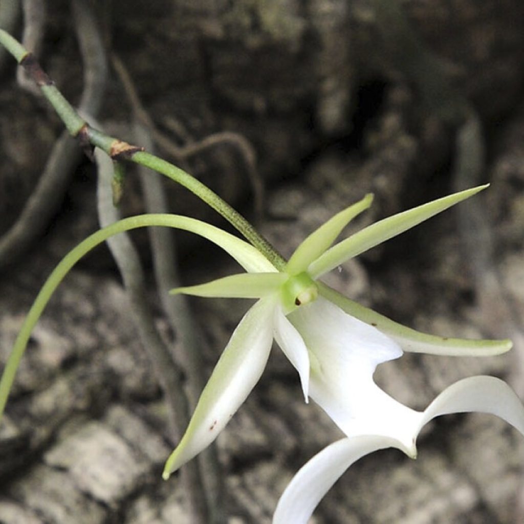 Environmental groups sue US over sluggish pace in listing the rare ghost orchid as endangered | AP News