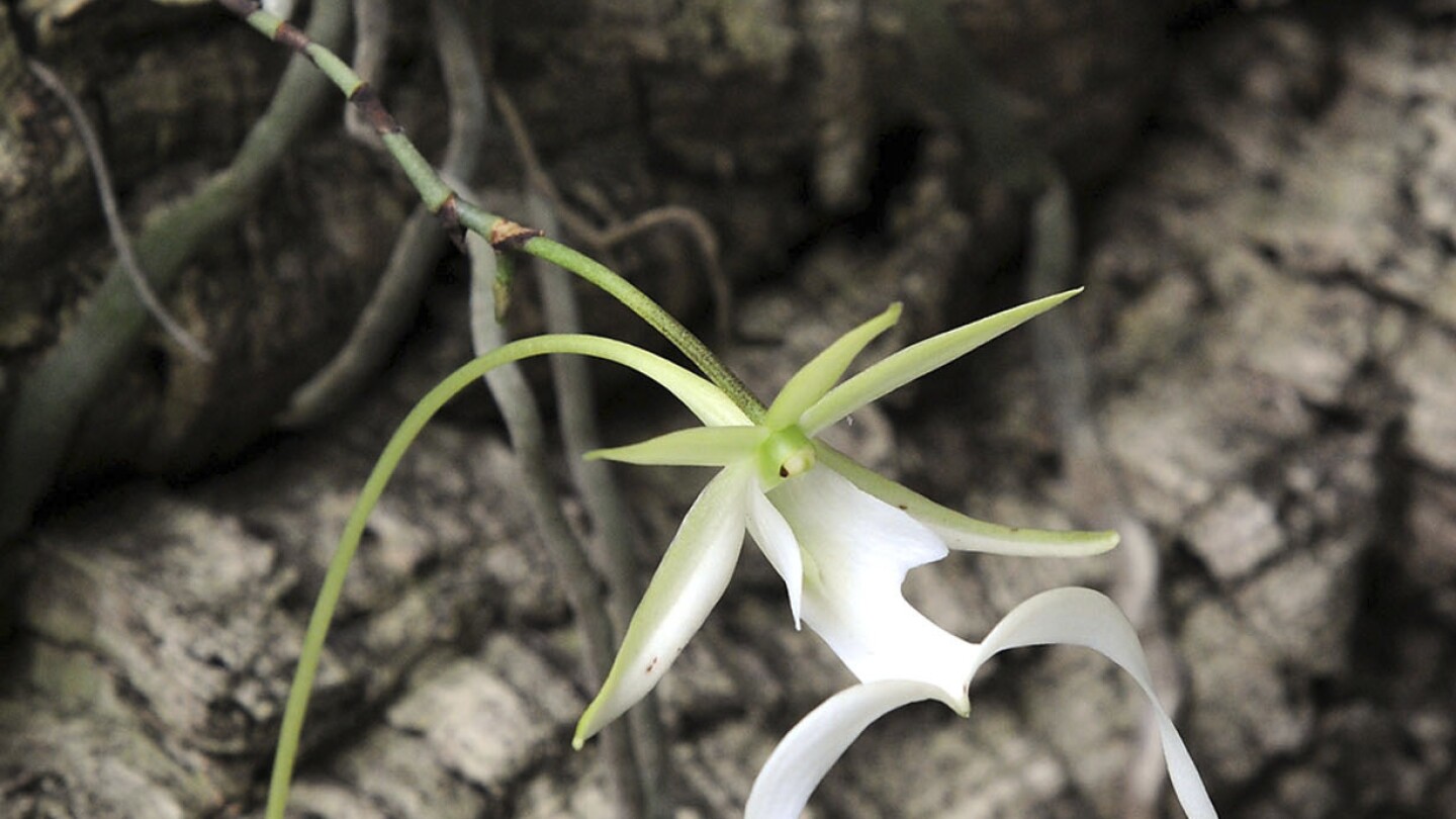 Environmental groups sue US over sluggish pace in listing the rare ghost orchid as endangered | AP News