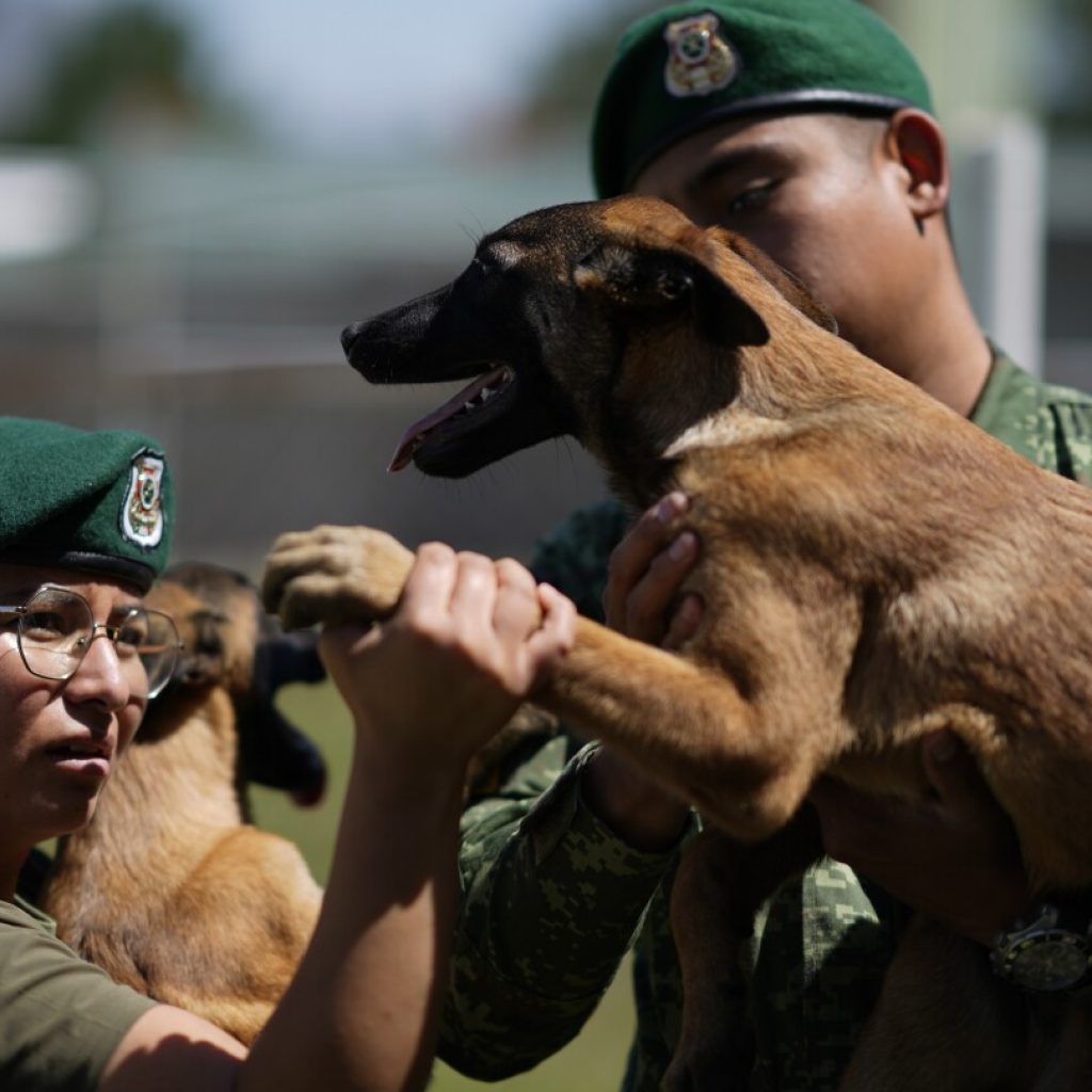 Mexico’s rescue and drug-sniffing dogs start out at the army’s puppy kindergarten | AP News