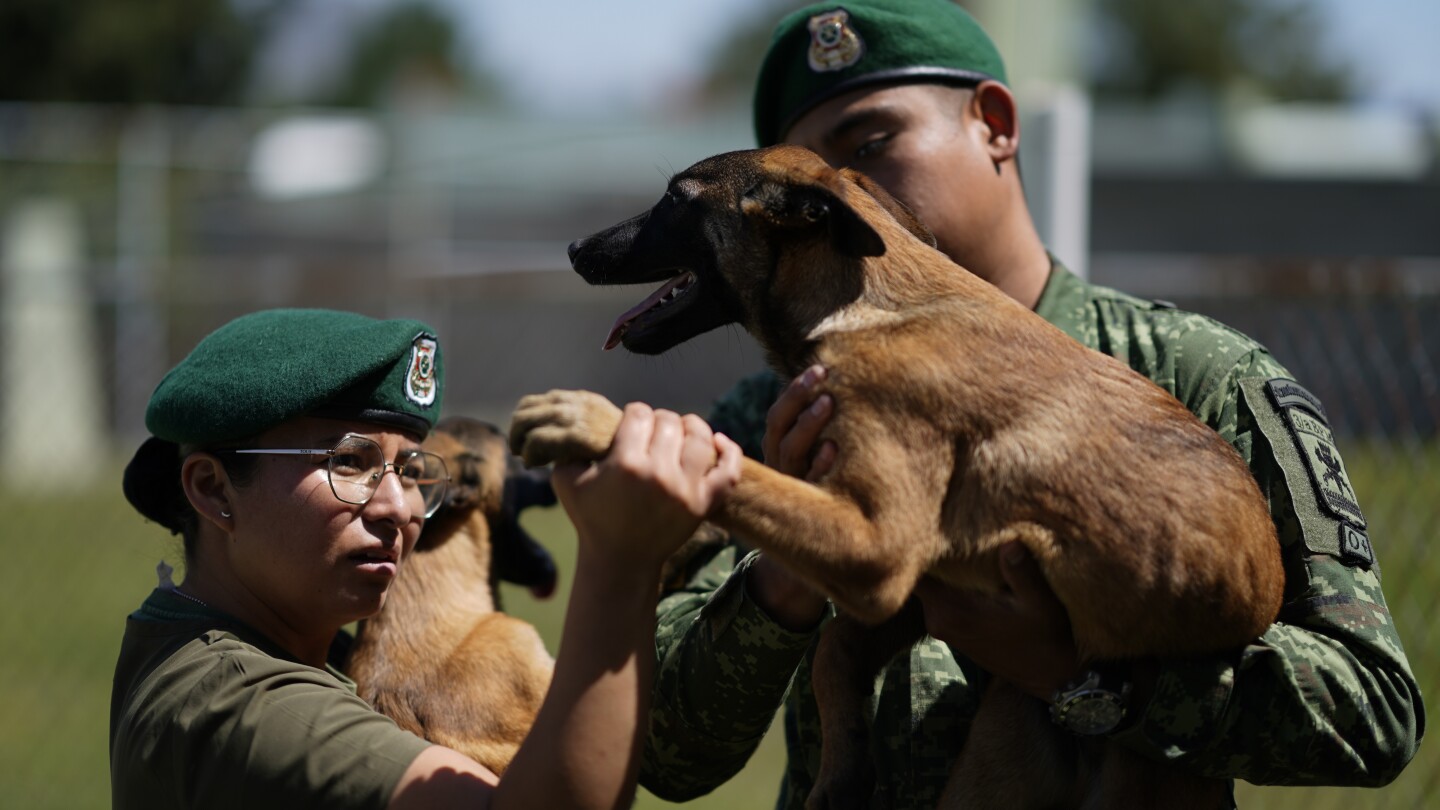 Mexico’s rescue and drug-sniffing dogs start out at the army’s puppy kindergarten | AP News