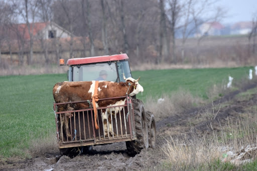Odgajivači goveda za Betu: Vlasnici malih gazdinstava posle naplate subvencija prodaju stoku