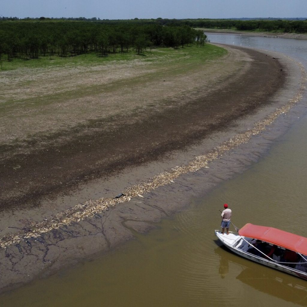 More than 100 dolphins found dead in Brazilian Amazon as water temperatures soar | AP News