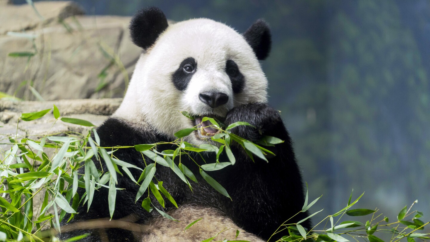 Panda Diplomacy: The departure of DC’s beloved pandas may signal a wider Chinese pullback | AP News