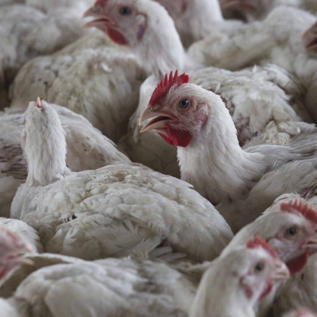 South Africa culls nearly 2.5M chickens in effort to contain bird flu outbreaks | AP News