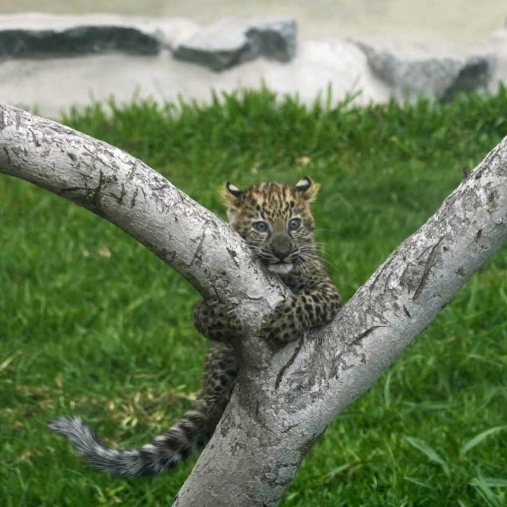 First leopard cubs born in captivity in Peru climb trees and greet visitors at a Lima zoo | AP News