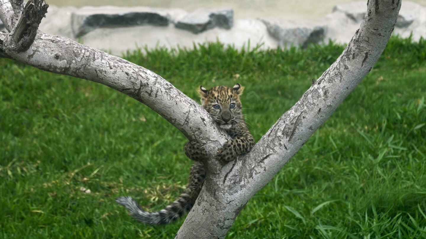 First leopard cubs born in captivity in Peru climb trees and greet visitors at a Lima zoo | AP News