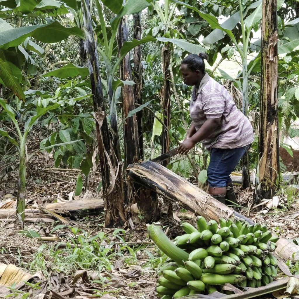 A Ugandan business turns banana fiber into sustainable handicrafts | AP News