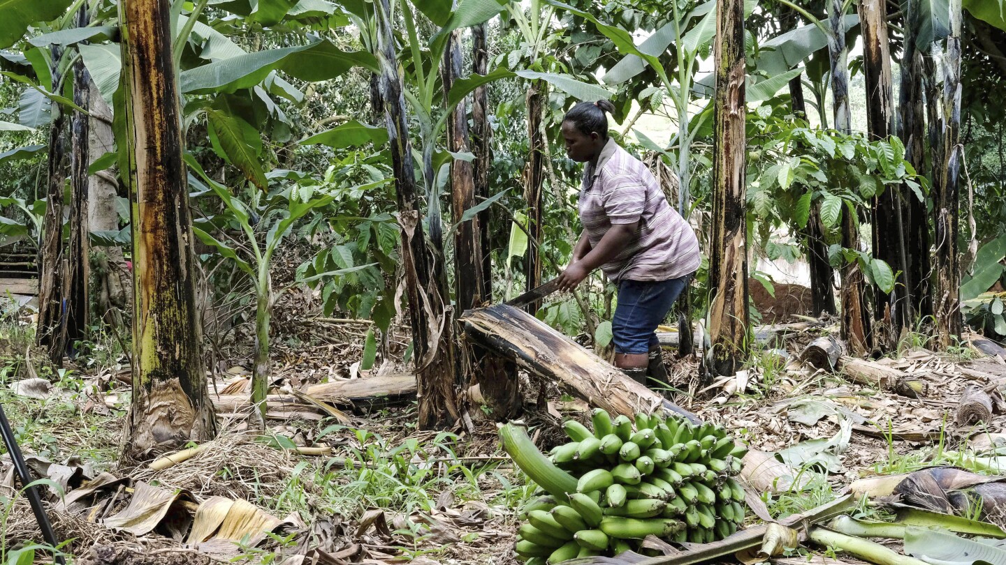 A Ugandan business turns banana fiber into sustainable handicrafts | AP News