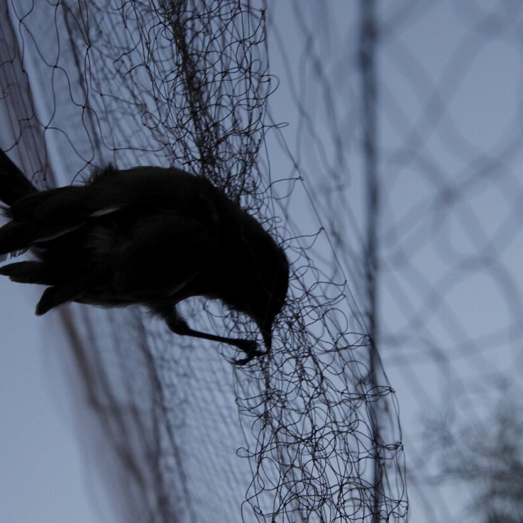 Conservationists say Cyprus police are lax in stopping gangs that poach songbirds | AP News