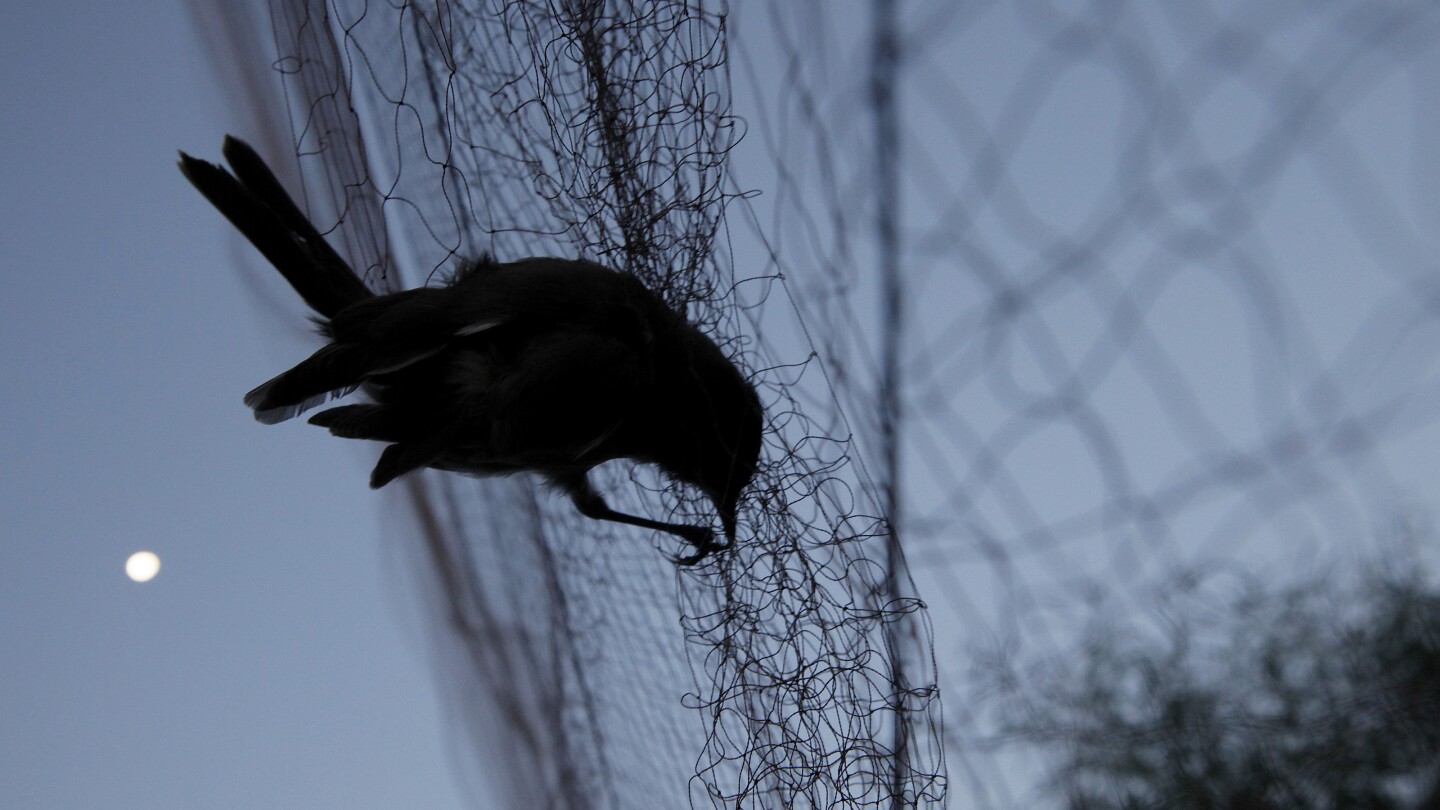 Conservationists say Cyprus police are lax in stopping gangs that poach songbirds | AP News