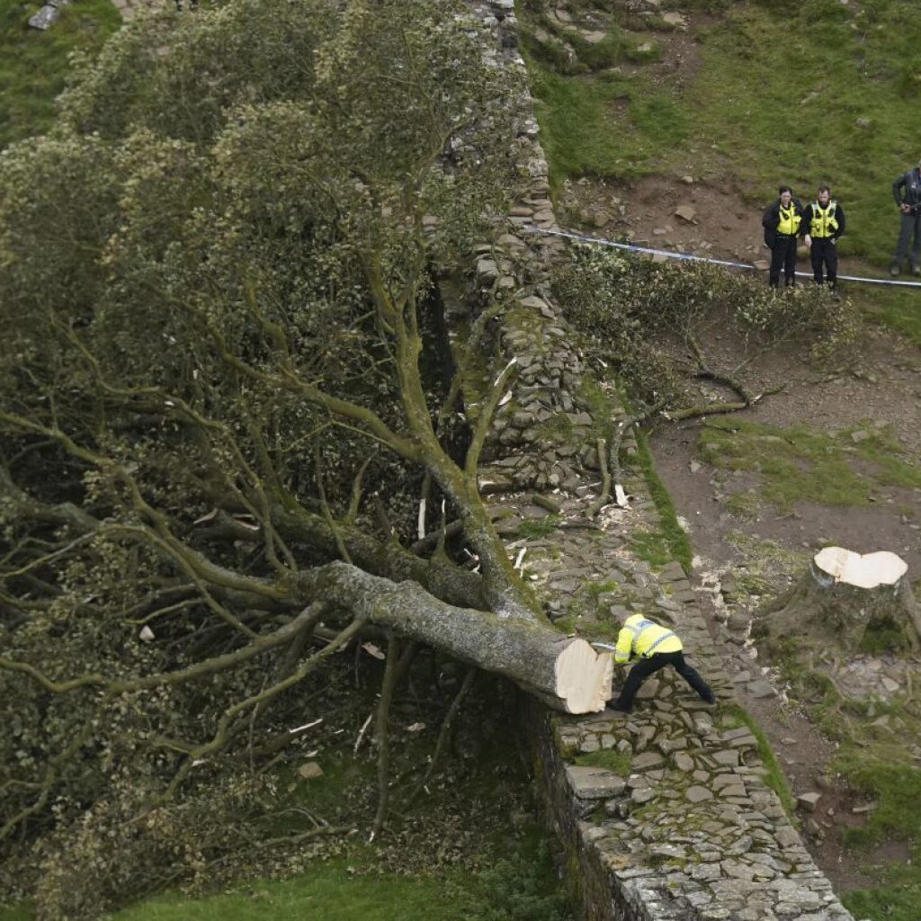 Crane is brought in to remove a tree by Hadrian’s Wall in England that was cut in act of vandalism | AP News