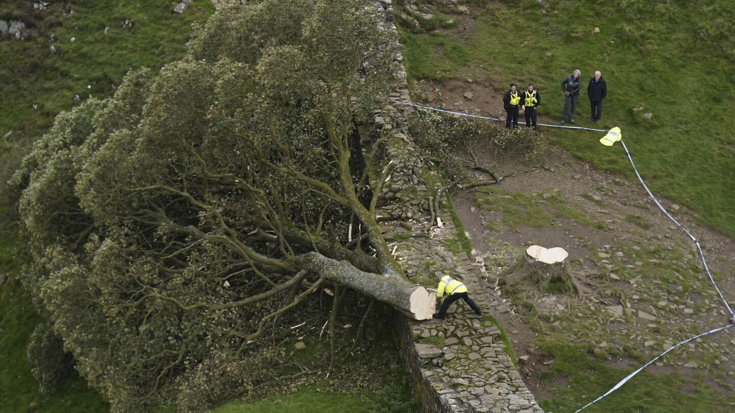Crane is brought in to remove a tree by Hadrian’s Wall in England that was cut in act of vandalism | AP News