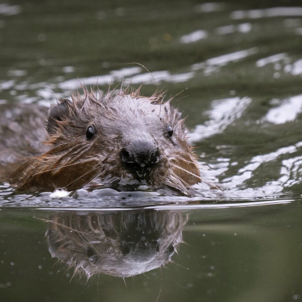 Beavers reintroduced to west London for first time in 400 years to improve biodiversity | AP News