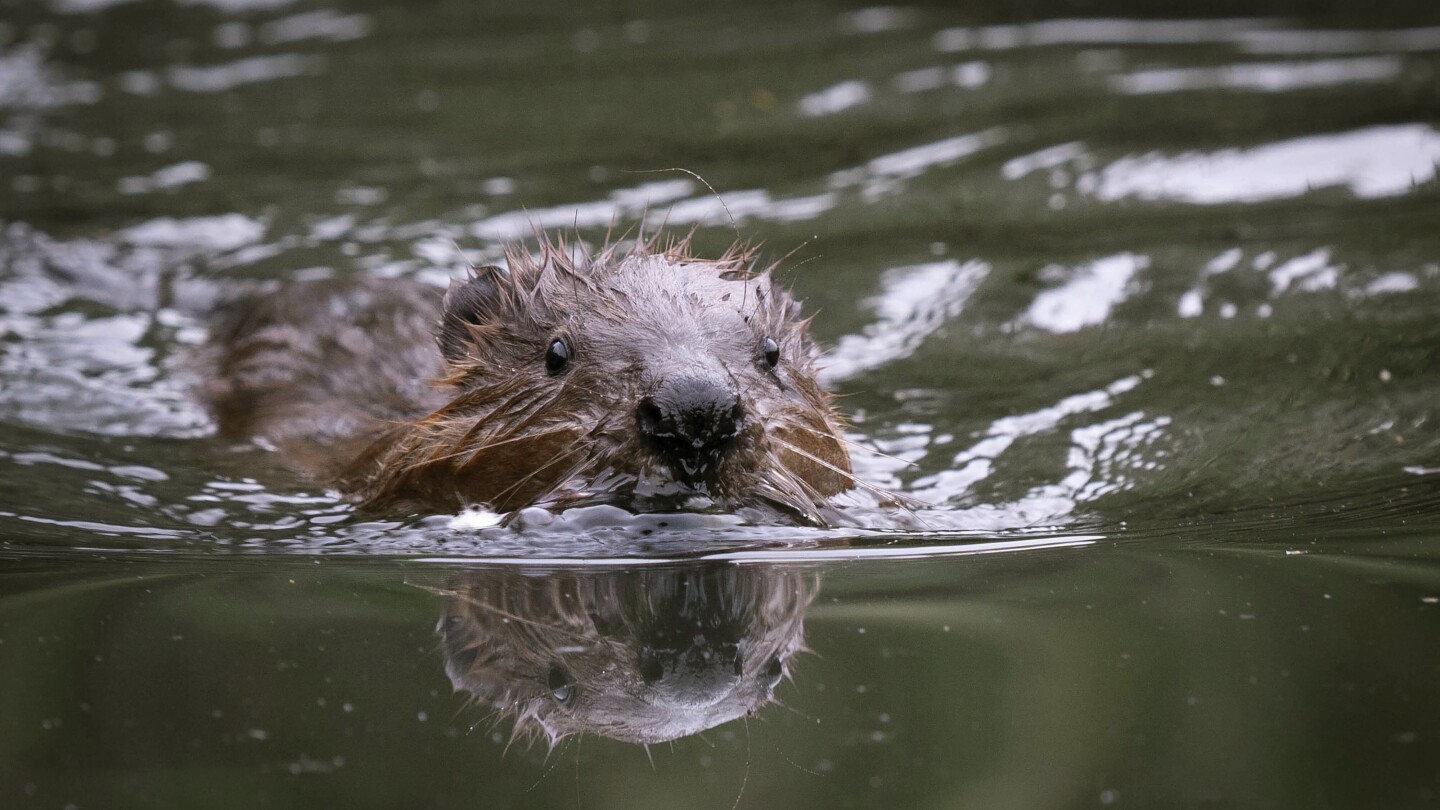 Beavers reintroduced to west London for first time in 400 years to improve biodiversity | AP News