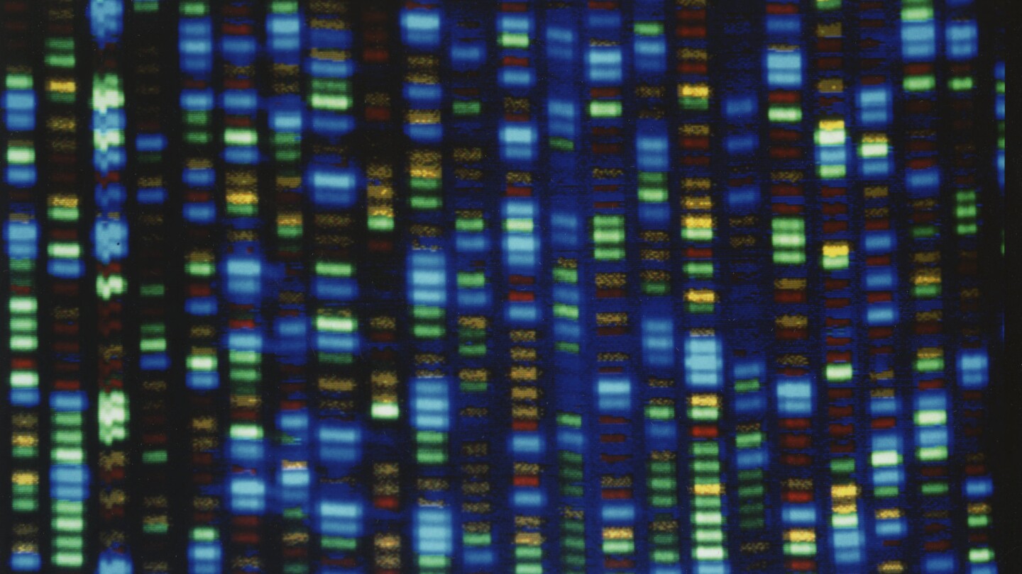 People of African ancestry are poorly represented in genetic studies. A new effort would change that | AP News