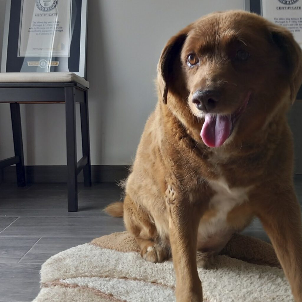 World’s oldest dog ever dies in Portugal, aged 31 (or about 217 in dog years) | AP News