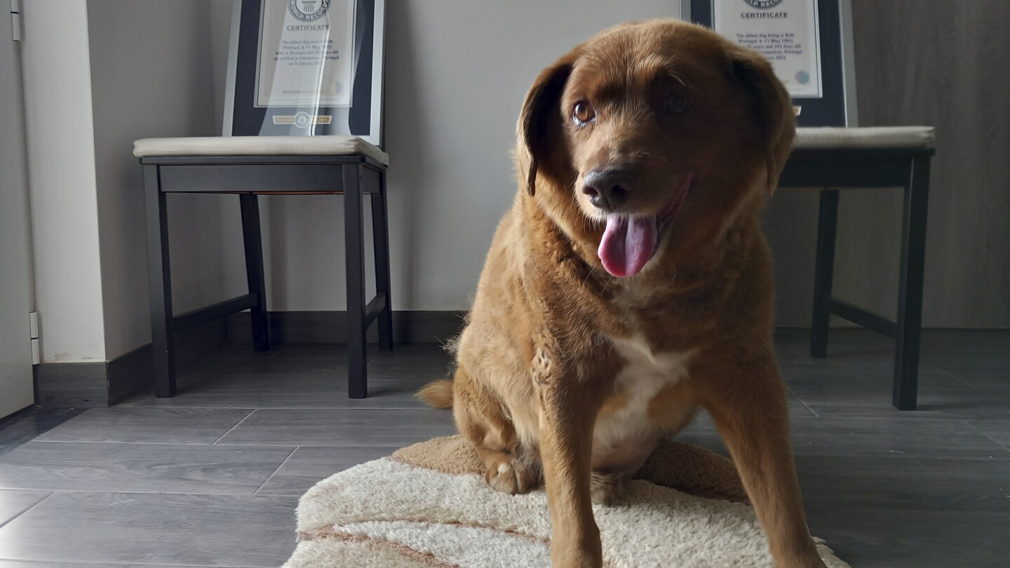 World’s oldest dog ever dies in Portugal, aged 31 (or about 217 in dog years) | AP News