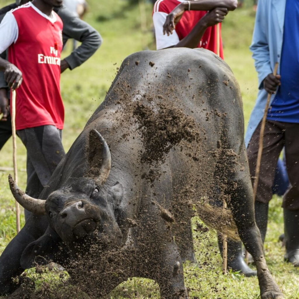 AP PHOTOS: Thousands attend a bullfighting competition in Kenya despite the risk of being gored | AP News