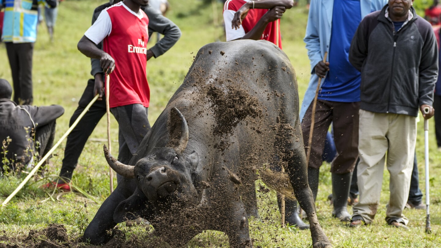 AP PHOTOS: Thousands attend a bullfighting competition in Kenya despite the risk of being gored | AP News