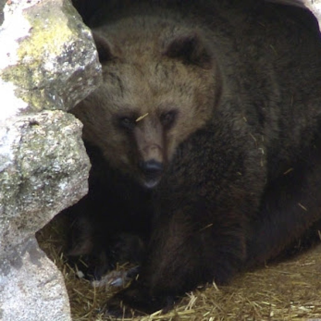 Lovci u S.Makedoniji spasli čoveka od medveda