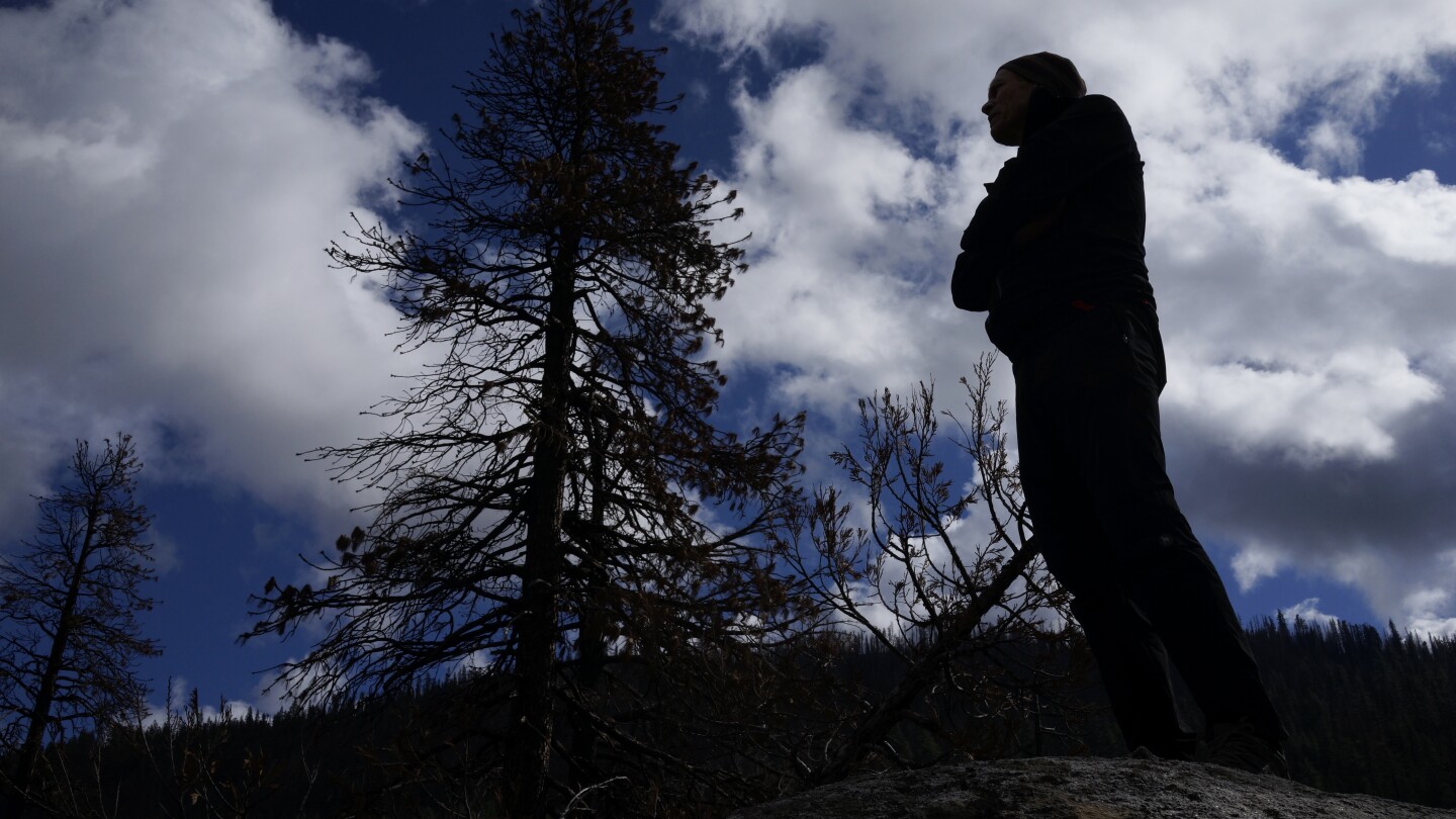 Fire, other ravages jeopardize California’s prized forests | AP News