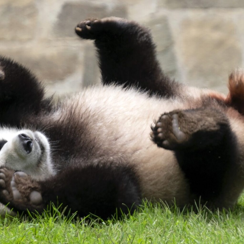 DC pandas will be returning to China in mid-November, weeks earlier than expected | AP News