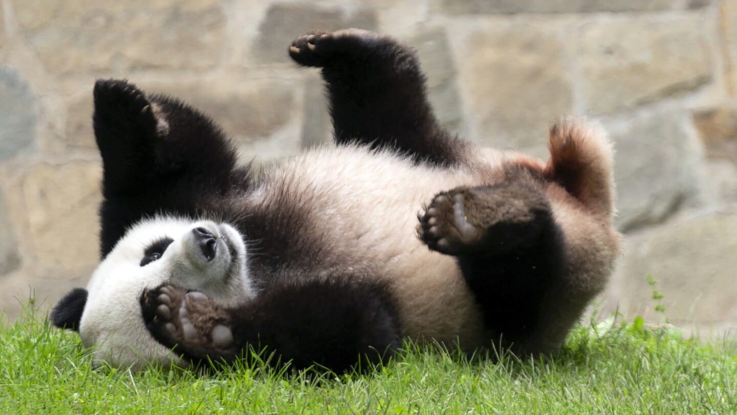 DC pandas will be returning to China in mid-November, weeks earlier than expected | AP News