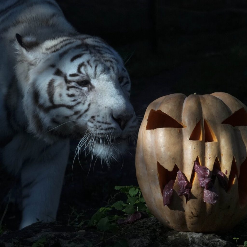 AP Week in Pictures: Europe and Africa | AP News