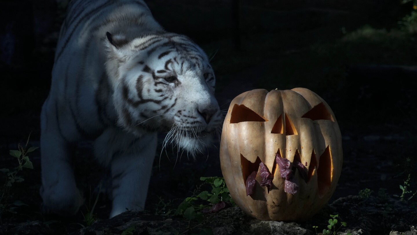 AP Week in Pictures: Europe and Africa | AP News