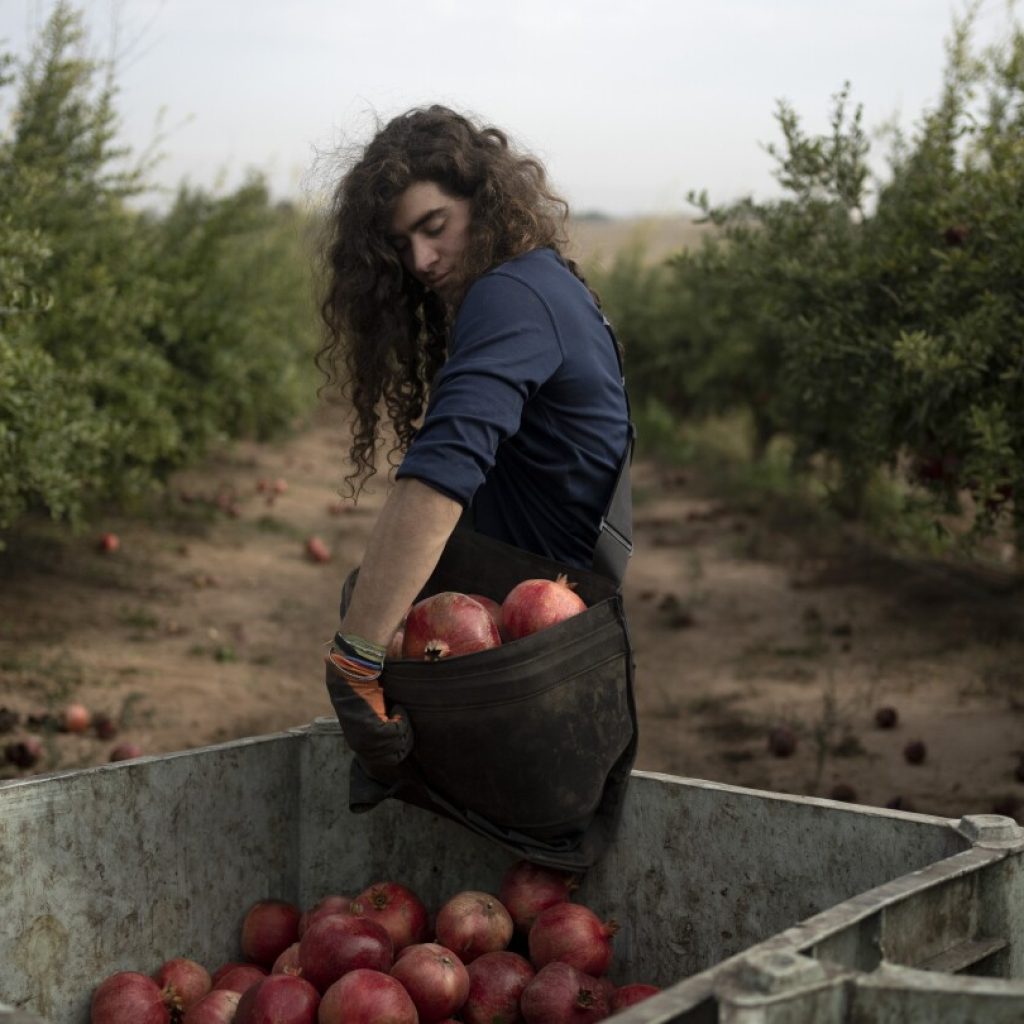 War plunged Israel’s agricultural heartlands into crisis, raising fears for its farming future | AP News