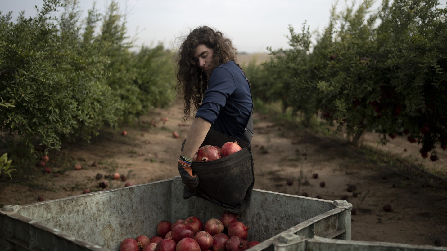 War plunged Israel’s agricultural heartlands into crisis, raising fears for its farming future | AP News