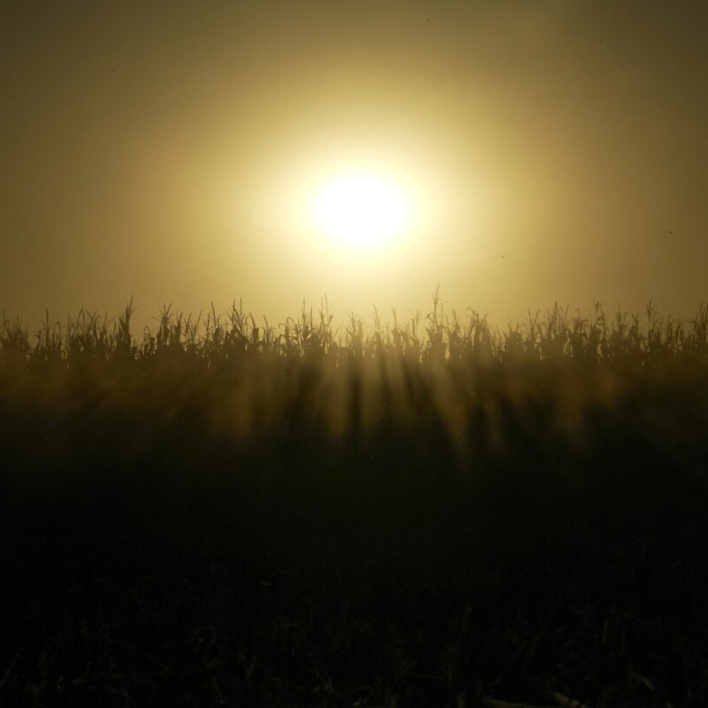 Cover crops help the climate and environment but most farmers say no. Many fear losing money | AP News