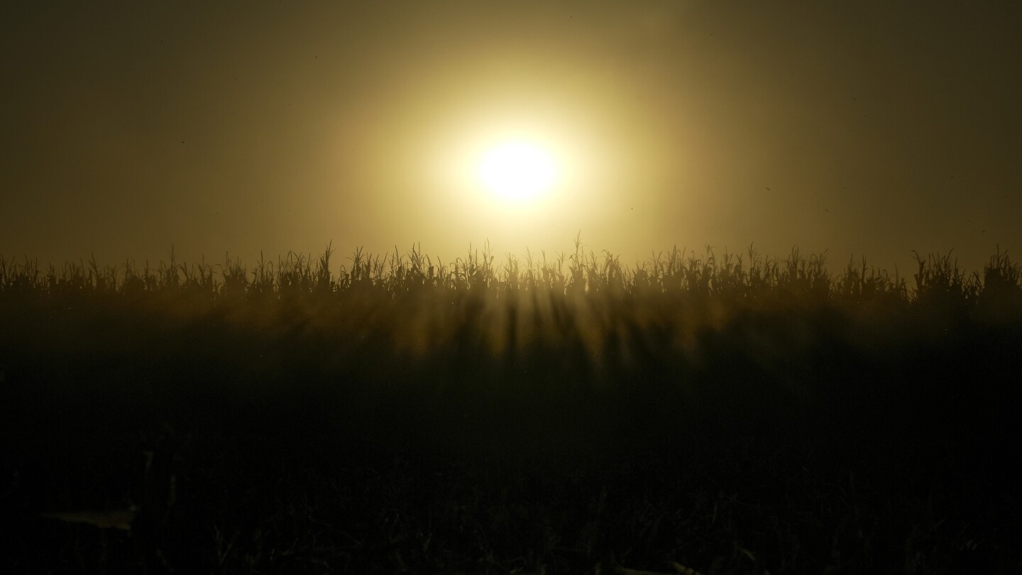 Cover crops help the climate and environment but most farmers say no. Many fear losing money | AP News